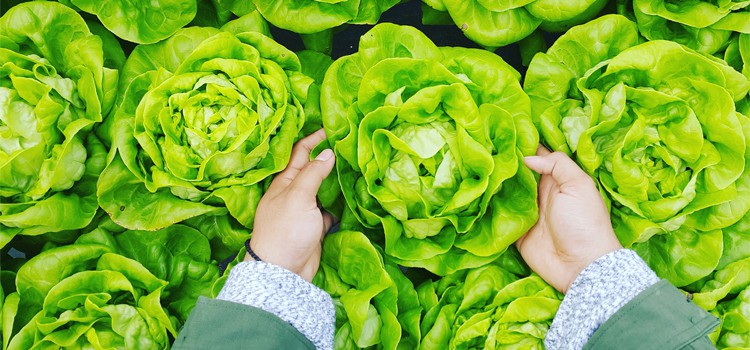 Never buy greens again! Salad greens self-sufficiency